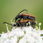 Pseudovadonia livida